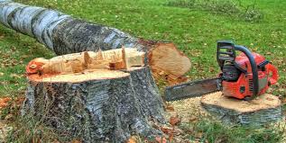 Greenport West, NY Tree Removal Company