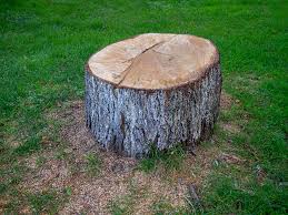 Best Commercial Tree Services  in Greenport West, NY
