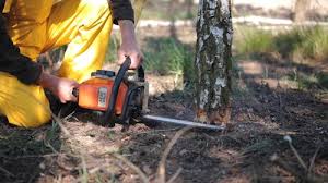 Best Tree Risk Assessment  in Greenport West, NY