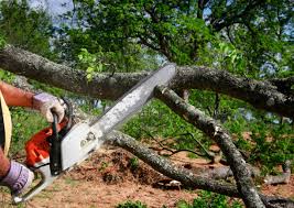 Best Lawn Disease Treatment  in Greenport West, NY