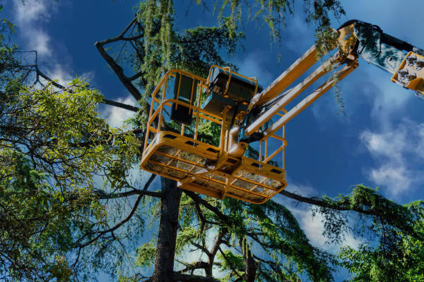 Best Hazardous Tree Removal  in Greenport West, NY
