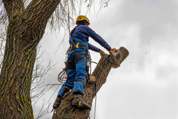 Best Leaf Removal  in Greenport West, NY