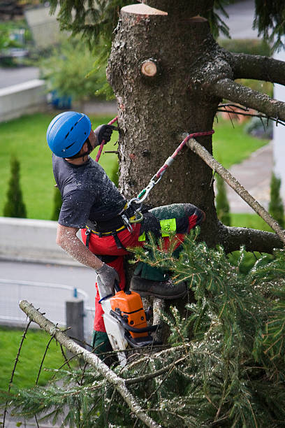 Best Tree Disease Treatment  in Greenport West, NY