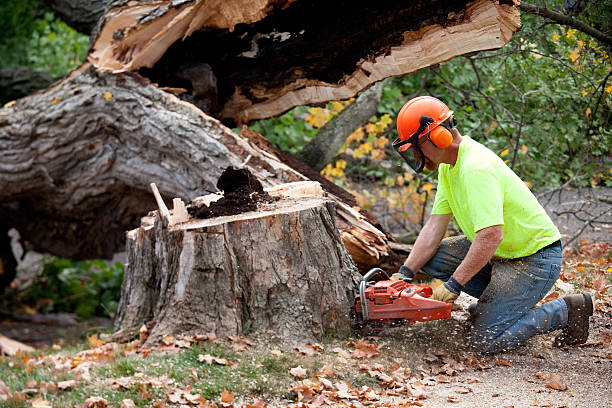 Best Palm Tree Trimming  in Greenport West, NY