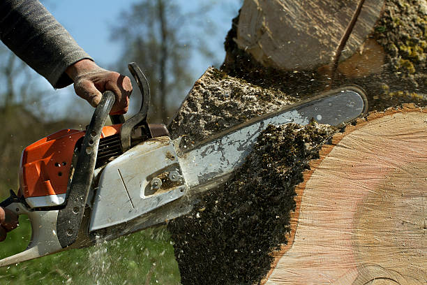 Best Fruit Tree Pruning  in Greenport West, NY
